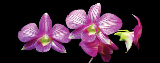 Makhamthai-Thai-spa-product-aromatherapy-orchid-oil