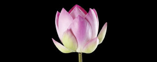 Makhamthai-Thai-spa-product-aromatherapy-royal-lotus-oil