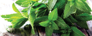 Makhamthai-Thai-spa-product-aromatherapy-thai-herb-oil-peppermint-oil